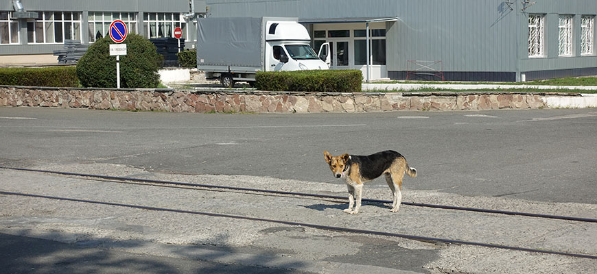 A dog near Chernobyl in Ukraine