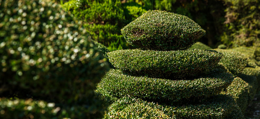 Green bushes shaped like an ice cream cone at the Pearl Fryar Topiary Garden