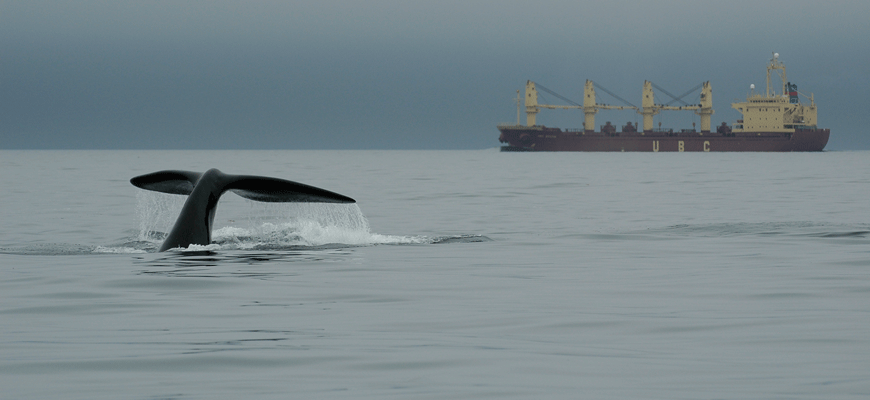 A whale tail breaks the surface of calm water in front of a transport barge.