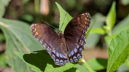 A brown butterfly sitting on a leaf.