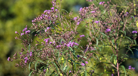 Close up of purple wildflowers.