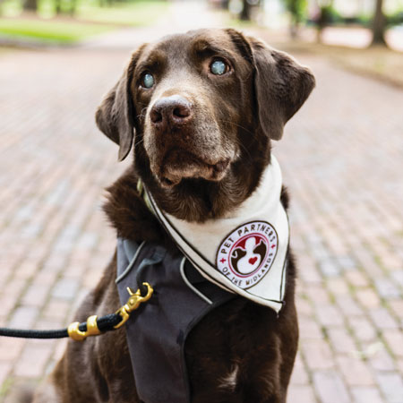 portrait of therapy dog George