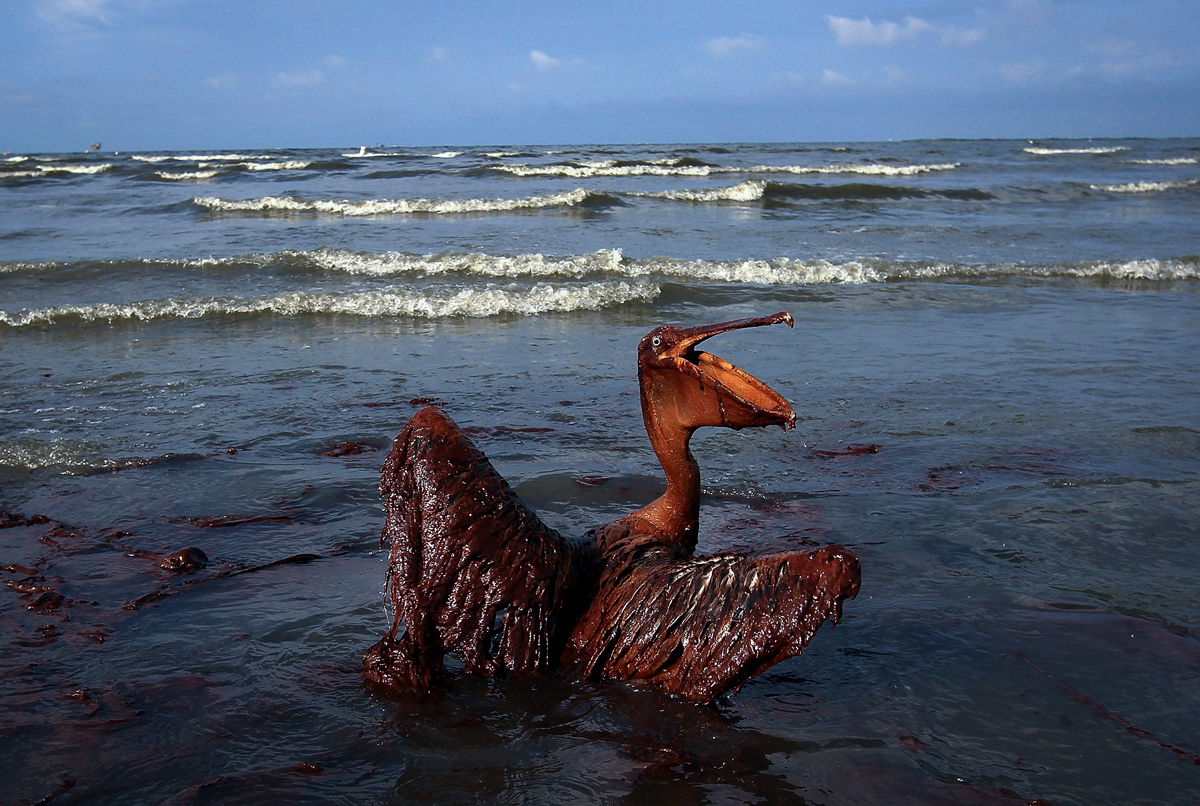 a pelican in the ocean with oil on his feathers
