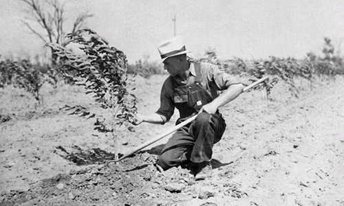 A farmer tends a tree in arid soil during Dust Bowl years