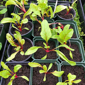 Close up of several gardening pots with vibrant green sprouts.