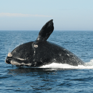 A North Atlantic right whale breaches the surface of the water.