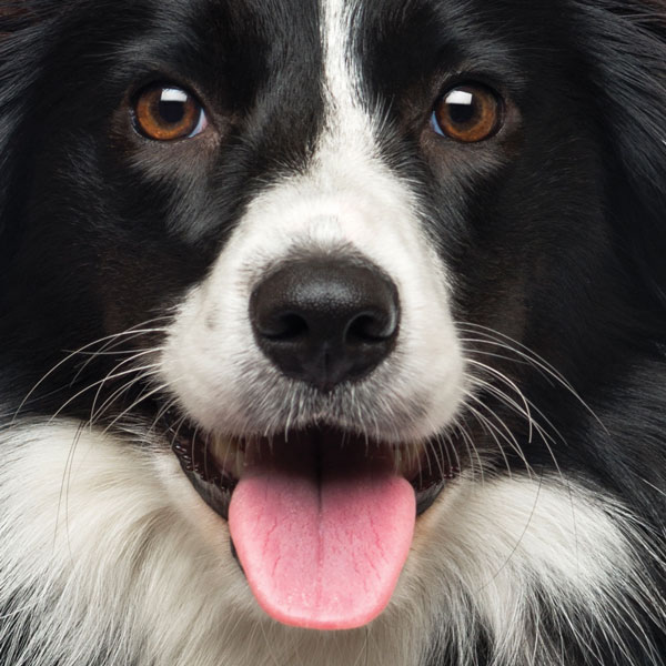 A photo of a border collie with its tongue out, panting.