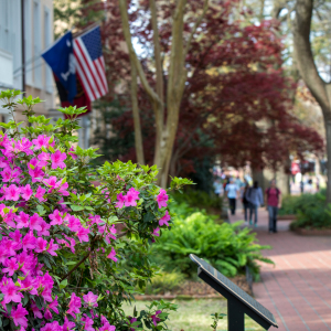 Pink flowers bloom in the foreground along a brick walkway on the University of South Carolina campus