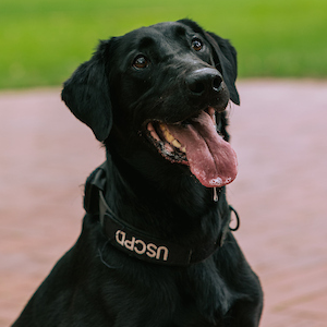 black lab panting with its tongue out wearing a USCPD collar