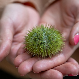 Close-up of a green sea urchin resting in a person’s cupped hands.