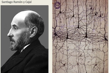 Portrait of Santiago Ramón y Cajal and a drawing