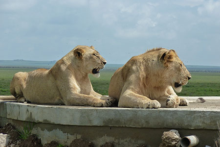 Lions relaxing in the Serengeti