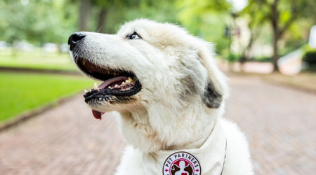 portrait of therapy dog Sunny