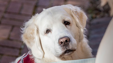 portrait of working dog Sunny