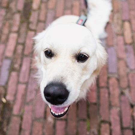 portrait of emotional support dog Timber