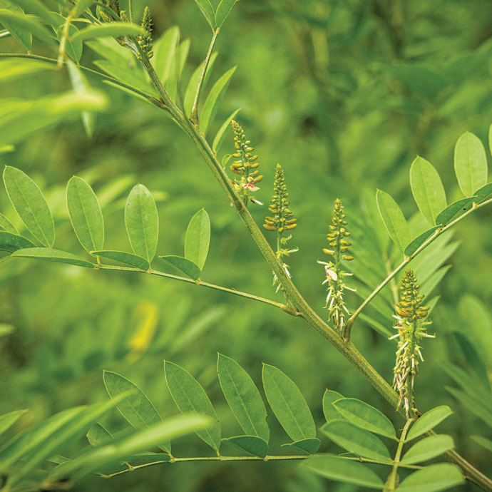 indigo plant