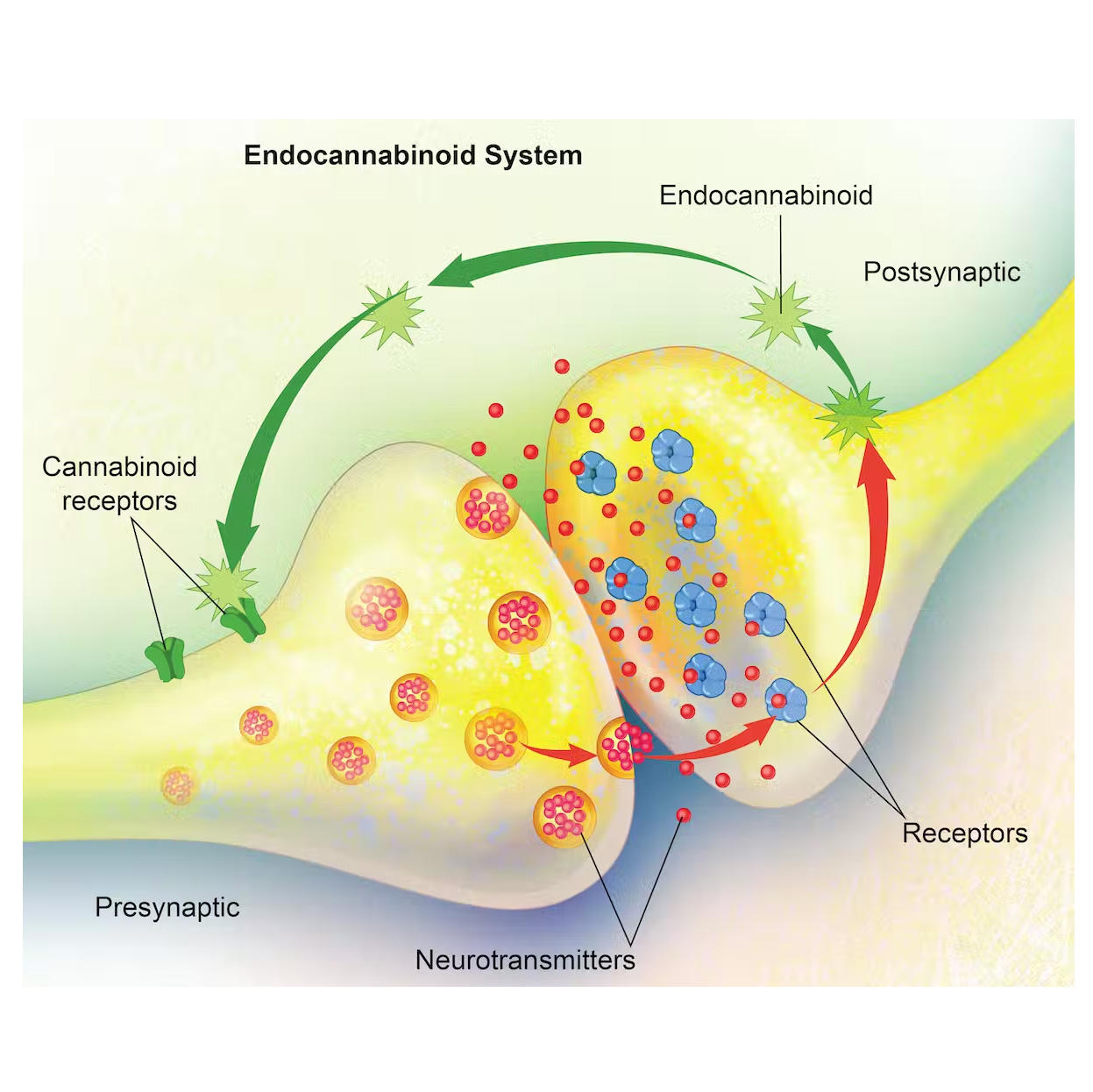 A diagram of the endocannabinoid system