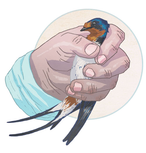 An illustration detail of a barn swallow in someone’s hand.