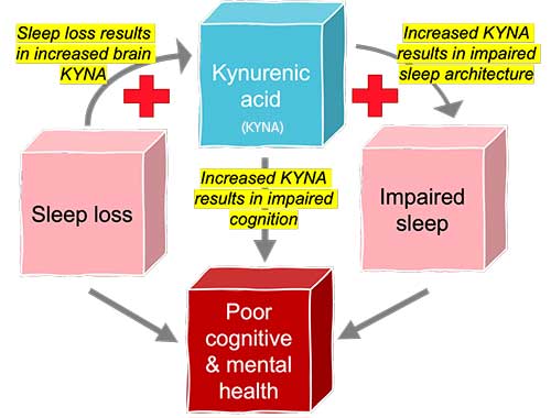 Illustration of research on Kynurenic acid, sleep loss and cognitive impact. 