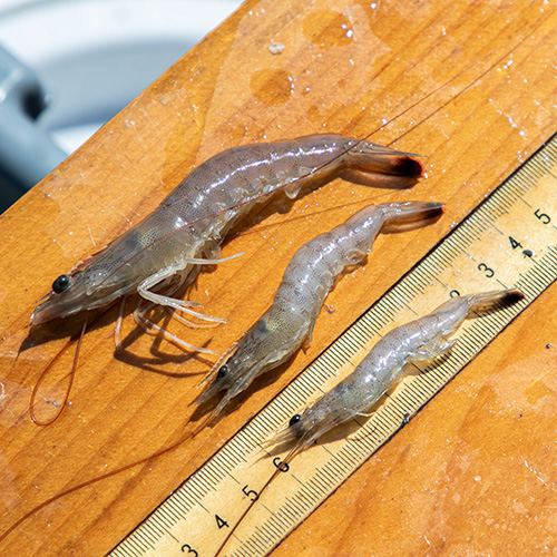 Three shrimp being measured. Researchers examined shrimp at all life stages.